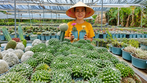 Bỏ việc ở phố về quê trồng xương rồng, 9X Đà Nẵng thu hàng trăm triệu đồng/năm