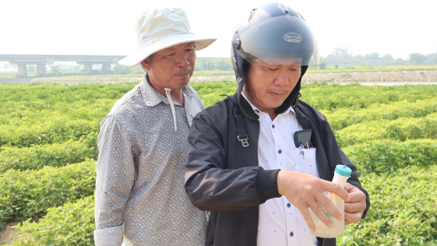 Ruộng ớt từng cháy vàng do nhiễm mặn, nay nông dân Đà Nẵng đã bớt lo thất thu nhờ cách gì?