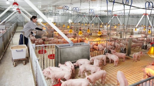 Giá lợn hơi lên đỉnh, doanh nghiệp chăn nuôi làm ăn bứt phá, có 'ông lớn' phá kỷ lục lợi nhuận