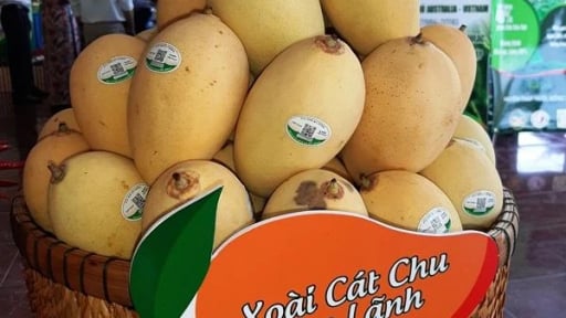 Sức bật trái cây Việt Nam  - nhìn từ vựa trái cây Đồng bằng sông Cửu Long