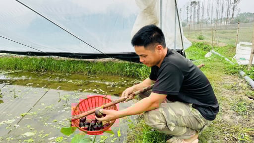 Nuôi con đặc sản hiền lành dưới chân ruộng trũng, bán con to bự, một nông dân Lạng Sơn thu 600 triệu/năm