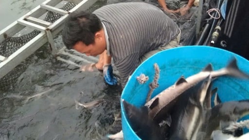 Nuôi con đặc sản theo cách này, một hợp tác xã ở Yên Bái vừa có doanh thu chục tỷ, vừa giảm ô nhiễm môi trường