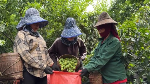 Mận tam hoa - cây thoát nghèo, làm giàu của nông dân vùng cao Sơn La