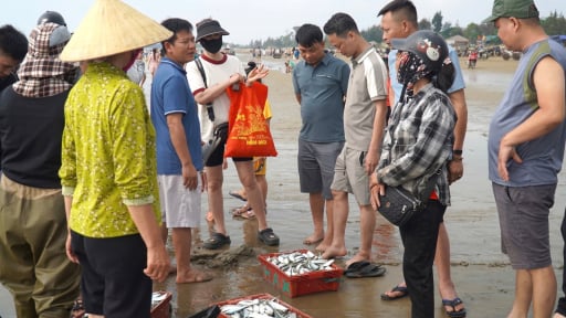 Quên chợ hải sản đi, về Thanh Hóa ra vùng biển này, tự tay chọn cá tôm còn nhảy tanh tách