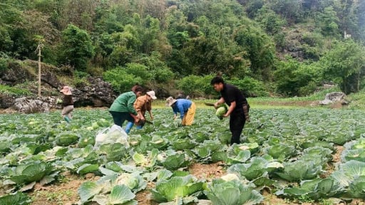 Mang cây bắp cải về trồng trên đất lúa một vụ, nông dân Lai Châu có thêm lợi nhuận 'ngoài luồng' không ai ngờ tới