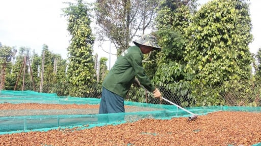 Một nước Đông Nam Á mạnh tay chi tiền mua một loại hạt của Việt Nam, giá 7.765 USD/tấn vẫn đắt hàng