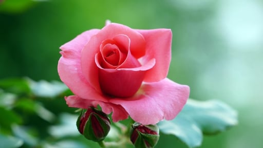 10 ngày đầu tháng 5, 3 con giáp kiên trì ắt thành công, phất lên như diều, tích lũy thêm của cải