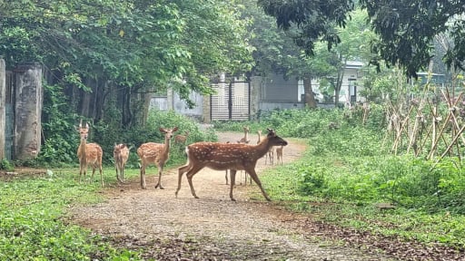 'Săn' ảnh voọc, ngắm rùa vàng: Kỳ nghỉ đáng nhớ giữa thiên nhiên hoang sơ Cúc Phương!