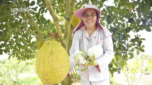 Giá mít tại Kiên Giang nhiều biến động, vì sao giá mít Thái và giá mít Indo đi ngược chiều?