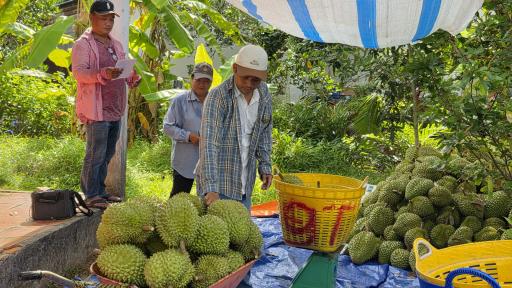 Một loại trái cây tiền tỷ trồng nhiều nhất ở Cần Thơ đang giảm giá mạnh, nông dân tâm tư điều gì?