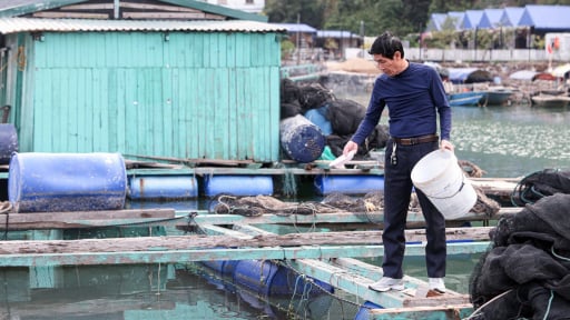 Sáp nhập Hải Phòng - Hải Dương, có một nghề tiềm năng phát triển rất lớn trên ao, sông, biển, đó là nghề gì?