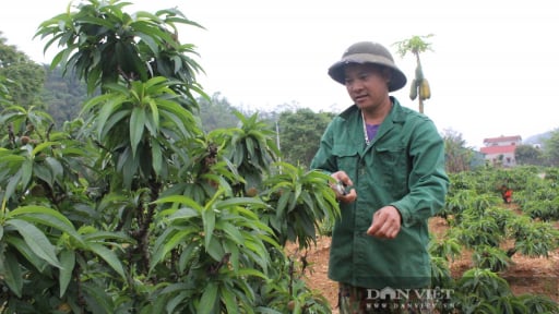 Một nông dân Lạng Sơn trồng thành công thứ cây cảnh hot, xưa 'tiến vua', thu nhập gấp 30 lần cấy lúa