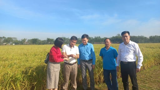 Một loại gạo nếp bình dân ở Bắc Giang có gì đặc biệt được công nhận OCOP 4 sao, bán đắt hàng?