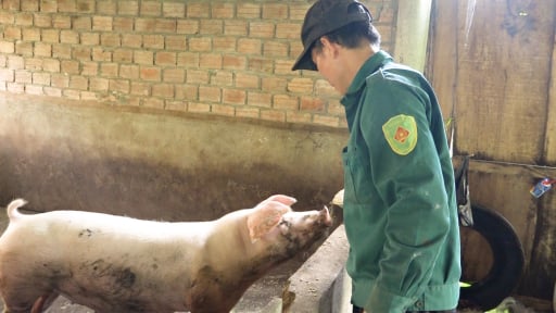 Trên trồng cây ăn trái, nuôi lợn béo, dưới ao nuôi cá ngon, nông dân huyện Tiên Phước ở Quảng Nam tự tạo thu nhập tốt