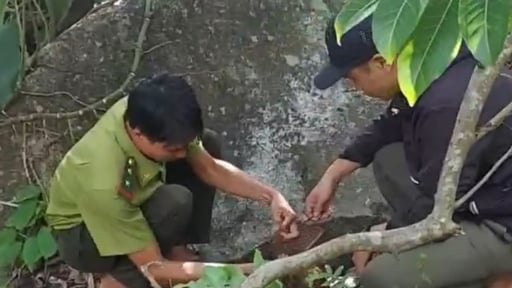 Một con động vật hoang dã có tính nhút nhát, hay giấu mặt được thả về sống ở ngọn núi cao thứ hai Nam Bộ