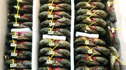 Đây là một cách 'chắc như bắp' để nông dân Cà Mau bán đặc sản, nông dân giá tốt, giảm nghèo, tăng thu nhập