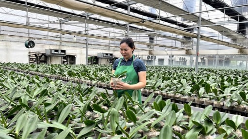 Ứng dụng công nghệ cao, chị nông dân Hà Nội bắt loài hoa quý tộc 'nhả vàng' trên vùng đất úng ngập