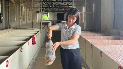 Một nông dân Hà Nội nuôi la liệt con đặc sản, động vật hoang dã nuôi được luôn, tự trả lương cao