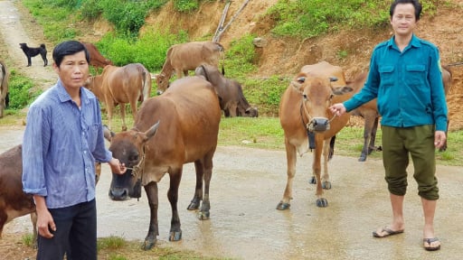 Quỹ Hỗ trợ nông dân, giúp người dân Noong Luống phát triển chăn nuôi đại gia súc