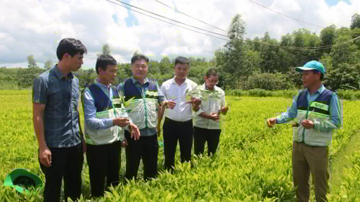 Trước khi sáp nhập với Quảng Bình, tỉnh Quảng Trị là nơi dẫn đầu cả nước về trồng rừng gỗ lớn, dân thu hoạch toàn cây to, bán cho doanh nghiệp mà thoát nghèo