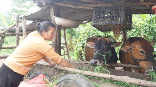 Nông dân Kon Tum phấn chấn bởi bò khỏe, đẻ đều, thu nhập tốt hơn nhờ đầu tư Quỹ Hỗ trợ nông dân hiệu quả