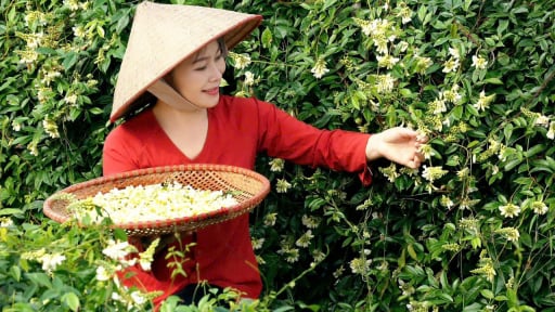 Một HTX ở Bắc Giang trồng thứ sâm tiến vua, có 3 sản phẩm từ sâm nam được gắn sao OCOP