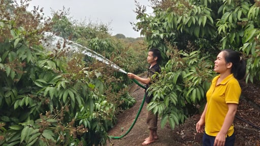 Trước khi sáp nhập với tỉnh Bắc Ninh, tỉnh Bắc Giang có thêm 3 mã số vùng trồng vải thiều xuất khẩu sang Mỹ, sau sáp nhập có gọi là 'vải thiều Bắc Ninh'?