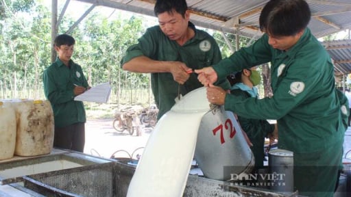 Giá cao su tăng giữa nhiều biến động, nông dân kỳ vọng nhiều tín hiệu tích cực từ thị trường Trung Quốc