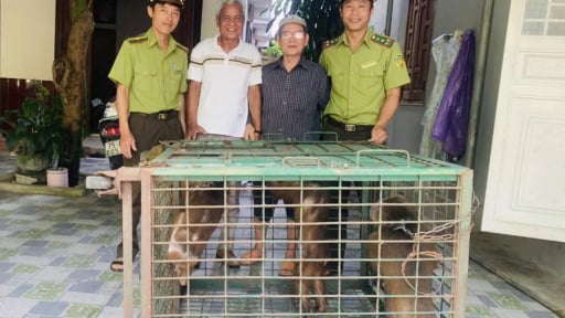 Ba con động vật hoang dã mặt đỏ khoảng 10 tuổi có tên trong sách Đỏ thế giới dân vừa giao nộp kiểm lâm
