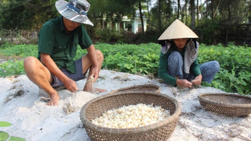 Loại cây trông như hành, ra củ như bạch ngọc, nông dân Quảng Trị trồng thành công, tăng thu nhập, giảm nghèo tốt hơn