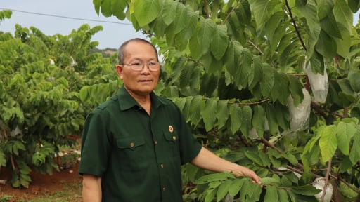 Loại cây ra quả ngon này mọc từ đất nghèo khô cằn vùng Mai Sơn ở Sơn La, dân khá giả, có nhà là tỷ phú