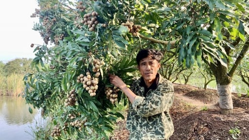Mới đầu tháng 5, nông dân Hưng Yên ai đã có nhãn, thứ quả đặc sản bán thì không khác gì đang có 'kho vàng' 