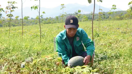 Tưởng xanh vỏ mà đâu có đỏ lòng, dân trồng dưa hấu ở Quảng Bình phát nản vì điều này