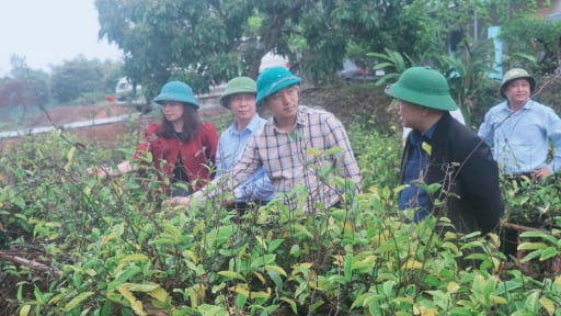 Trồng ba kích tím, nuôi gà 6 cựa, huyện vùng cao Sơn Động của tỉnh Bắc Giang giảm mạnh hộ nghèo