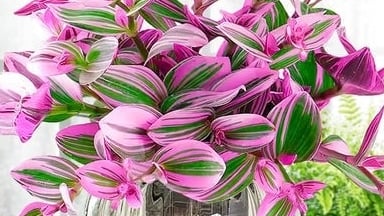 Đừng trồng lan chi nữa, cây cảnh phấn hồng này đẹp gấp 100 lần, cao cấp, thanh lịch, chạm đất là sống