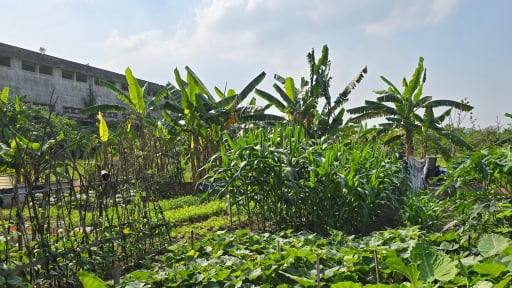 Dự án nhà ở xã hội tại Hà Nội bị bỏ hoang, thành nơi trồng rau
