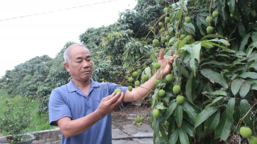 Trồng cây đặc sản ra quả ngon chín sớm, một ông nông dân Quảng Ninh bẻ hàng tấn, bán hết veo