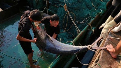 Chỉ 5 ngày vươn khơi, tàu cập bến với toàn cá to bự, một ngư dân Nghệ An bỏ túi 700 triệu đồng 