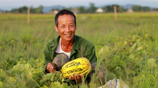 Ở xã này của Hà Tĩnh, dân trồng thứ quả gì mà thơm, tiền bỏ túi cao gấp 6 lần cấy lúa?
