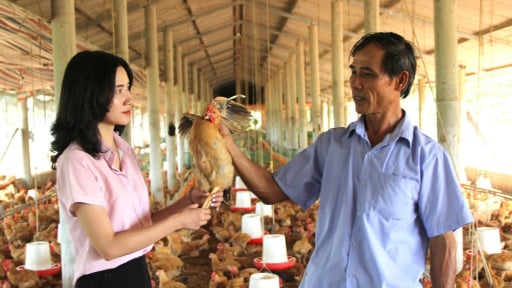 Vùng đất này ở Quảng Trị từng là bình địa, “cỏ lút đồng hoang” nay trù phú bất ngờ