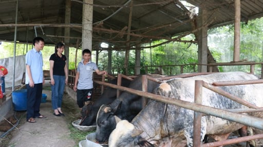 Nông dân huyện Hiệp Hòa của Bắc Giang tạo gia sản riêng, chung nhau làm nhờ Quỹ Hỗ trợ nông dân