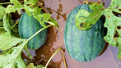 Dưa hấu quả to bự thế này đang phải “bơi” trong nước, dân trồng dưa ở Nghệ An nguy cơ mất trắng, rõ khổ!