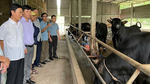 Nuôi bò 3B 'nhìn đâu cũng thấy thịt', mô hình tăng thu nhập, giảm nghèo, khuyến khích nhân rộng ở Quảng Trị