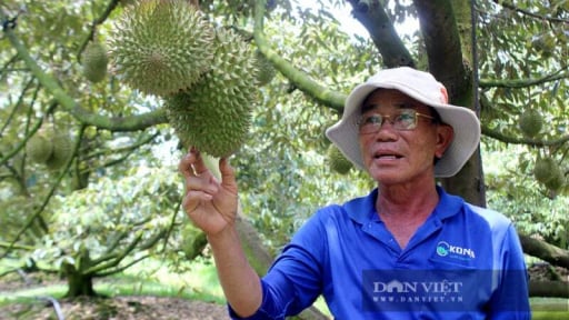 Sầu riêng giảm giá, nhà vườn Đồng Nai, Tây Ninh lo lắng giữa mùa quả chính vụ