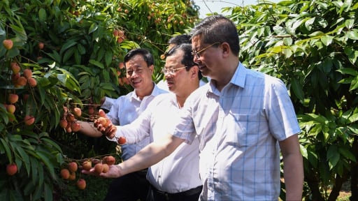 Một xã ở Bắc Giang có 'kho báu' hơn 700ha, cho thứ quả đỏ au, nhờ bán đi Trung Quốc, Nhật Bản, EU mà dân khấm khá