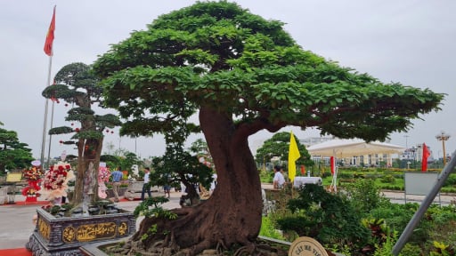Giữa Hà Nội, xuất hiện một 'cụ' me cảnh có dáng như bản đồ Việt Nam, chủ nhân cũng không biết cây đã mấy trăm năm tuổi 