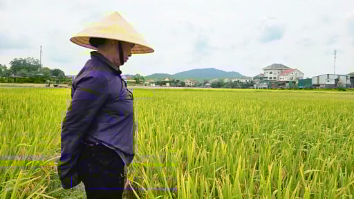 Chuyện đang lạ ở Nghệ An, đồng lúa ngả vàng mà bông lúa chả chịu cúi đầu, dân chưa biết đâu mà lần