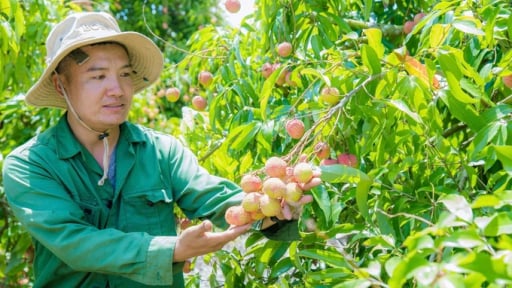 Một loại cây mới 'cắm chốt lâu, sâu, bền' ở Đắk Lắk, tới mùa quả chín la đà, nông dân 'bẻ tiền tỷ'