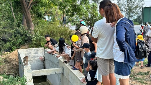 Tái diễn tình trạng cho khỉ ăn tại bán đảo Sơn Trà, Đà Nẵng
