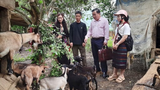 Đây là các con vật nuôi dưới tán rừng đang giúp nông dân ở một huyện nghèo của Quảng Trị có thu nhập tốt hơn